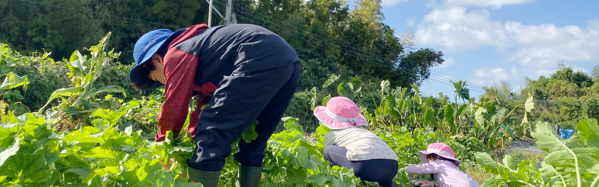 野菜収穫